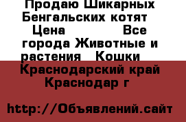 Продаю Шикарных Бенгальских котят › Цена ­ 17 000 - Все города Животные и растения » Кошки   . Краснодарский край,Краснодар г.